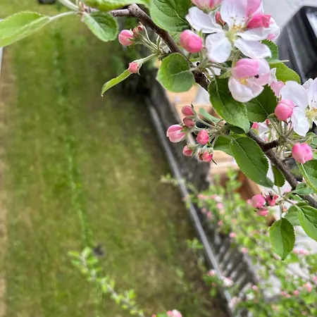 Dahuam In Mit Balkoniterrasse Διαμέρισμα Gerlos
