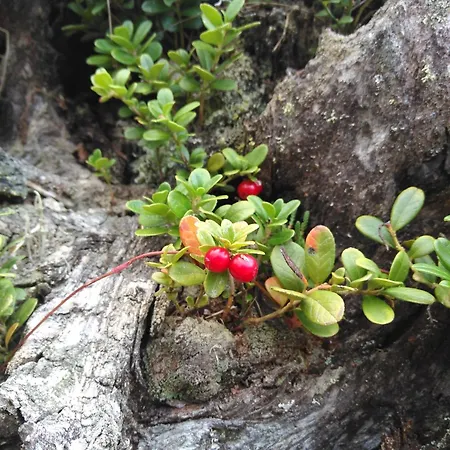 Dahuam In Mit Balkoniterrasse 겔로스